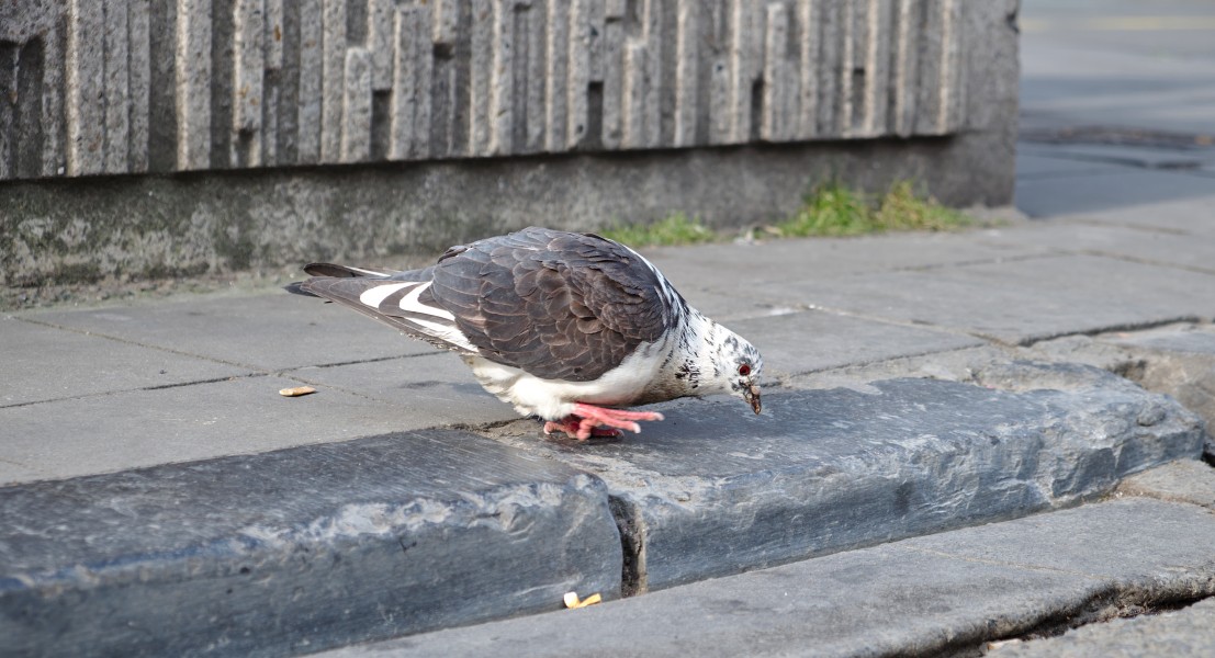 Rock pigeon (Columba livia) inspecting the curb at place de la Bourse, Brussels, Belgium (DSCF4415)