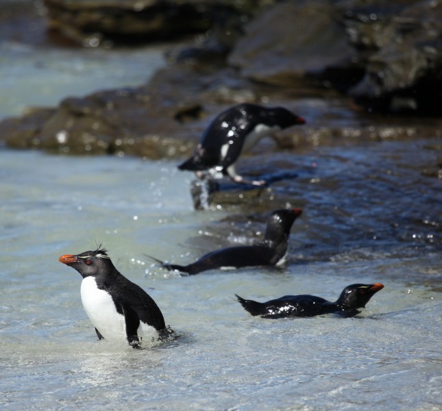 Rockhopper Penguins swimming (5565076187)