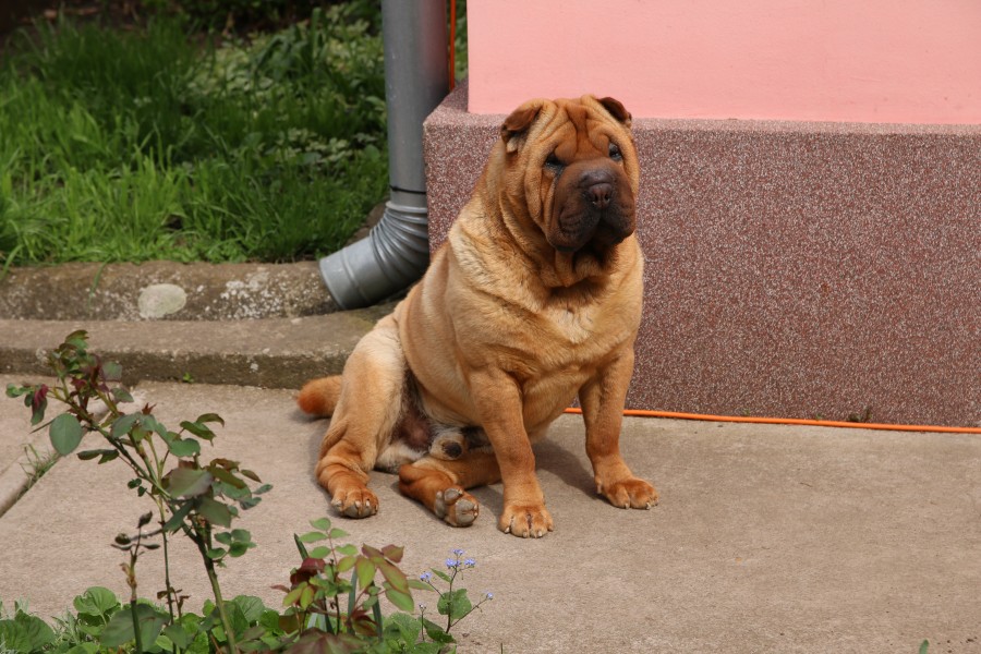 Rocky még mindig büdös