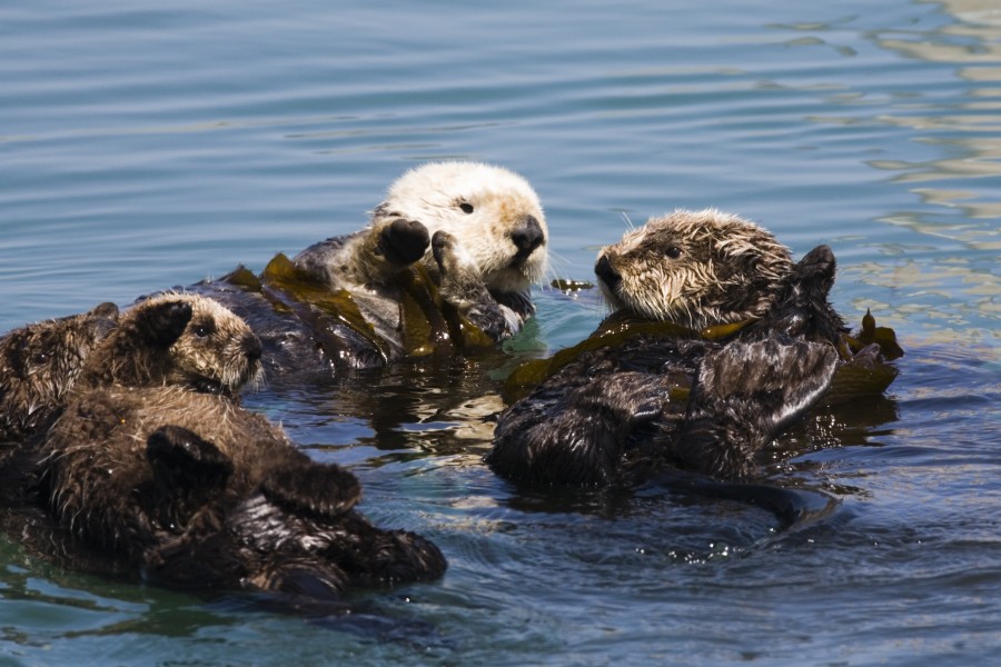 Romp of Otters. Sea Otter Mom with NOT Two Pups but ONE sea-otter-mom-and-pup-4-16-07 2 (462500055)