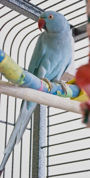 Rose-ringed Parakeet (Psittacula krameri) -blue mutation in cage