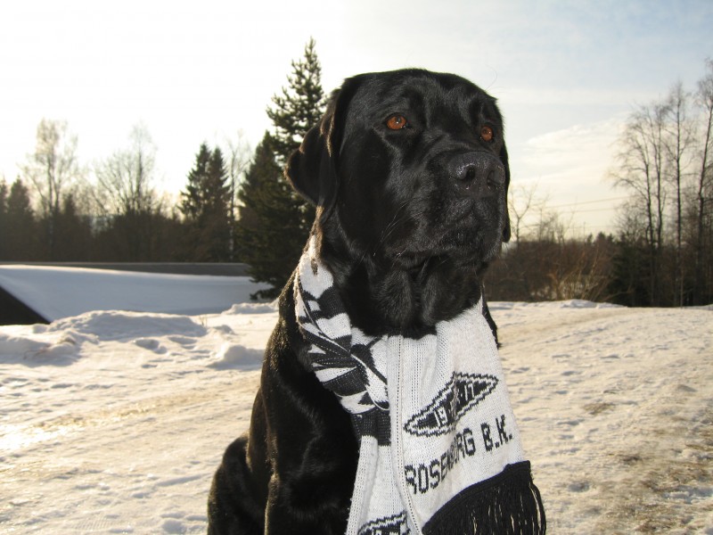 Rosenborg-supporter
