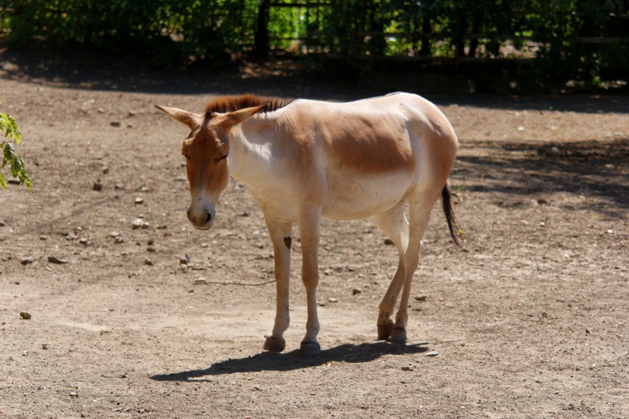 Rostov-on-Don Zoo Persian onager IMG 5268 1725