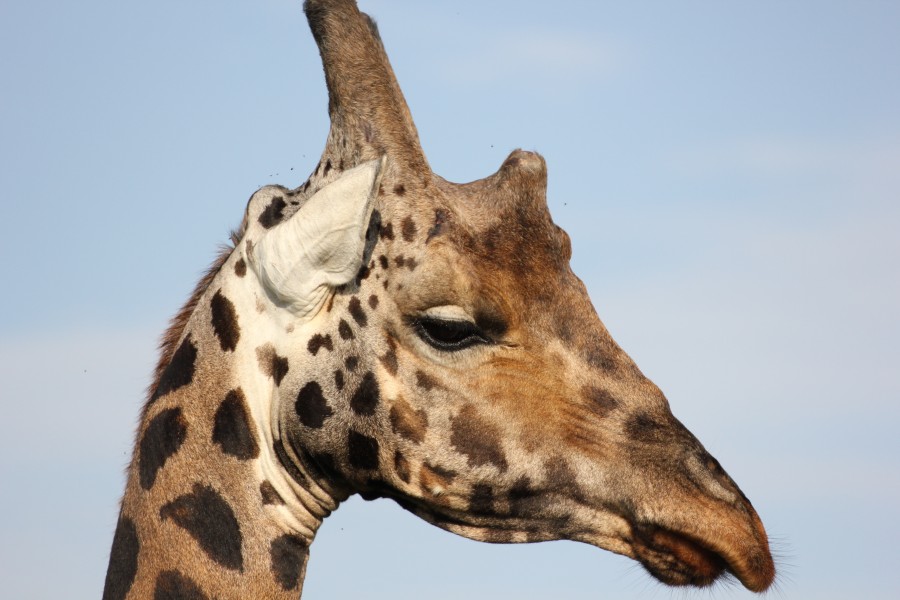 Rothchlid giraffe patterns would depict our african fashion culture so well