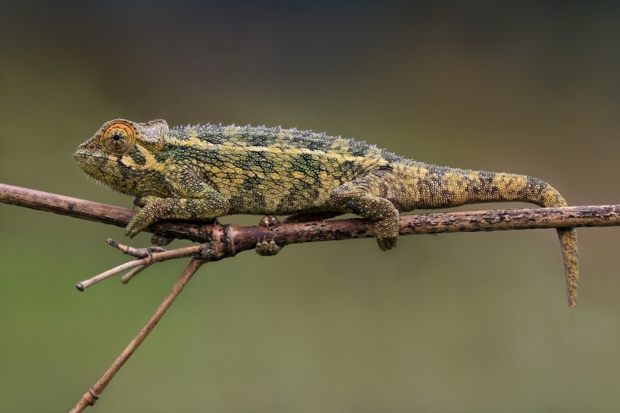 Rough chameleon (Trioceros rudis)