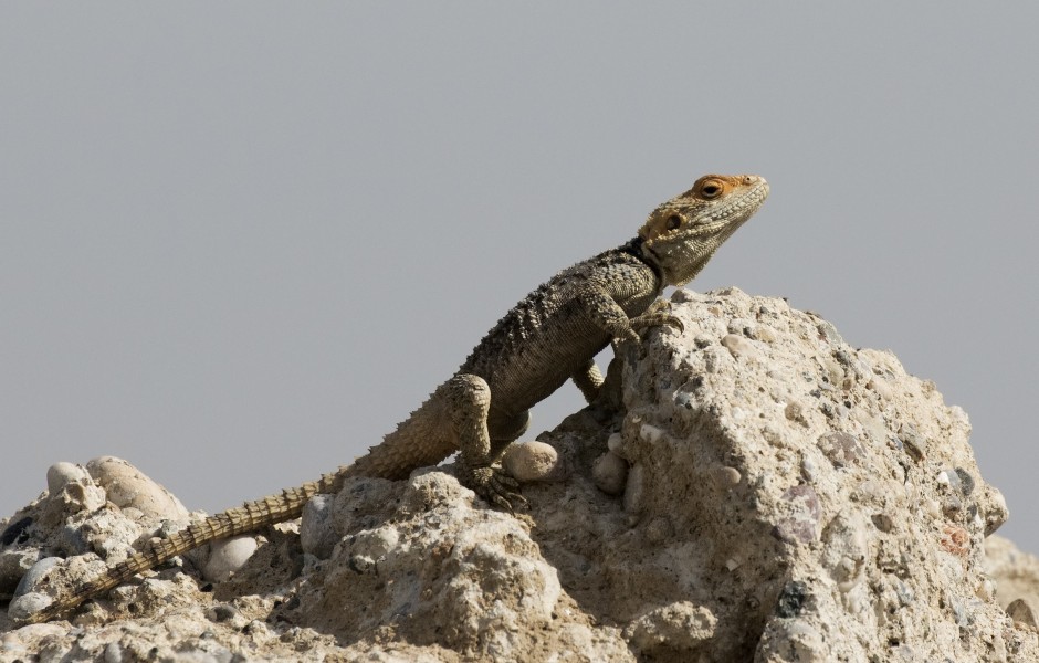 Roughtail Rock Agama - Stellagama stellio 01