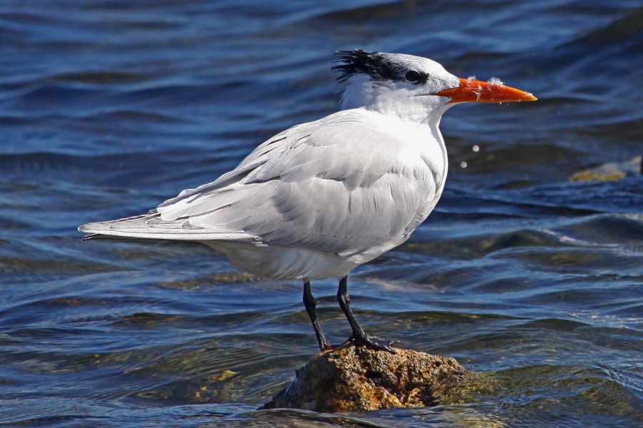 Royal Tern - Sterna maxima, Biscayne National Park, Homestead, Florida