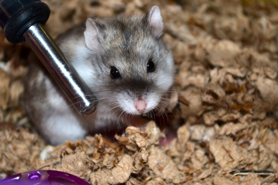 Russian hamster