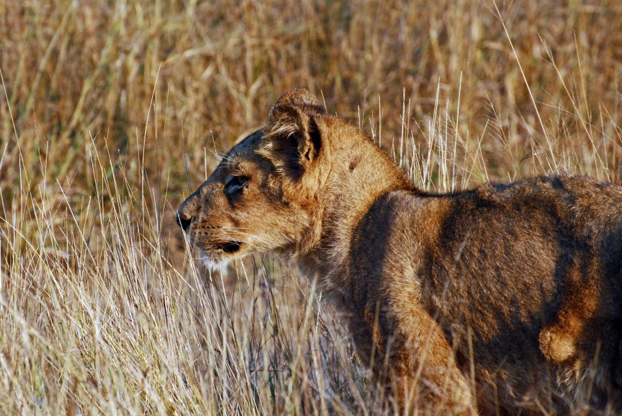 Sabi 2012 05 18 0398 (7189780711)
