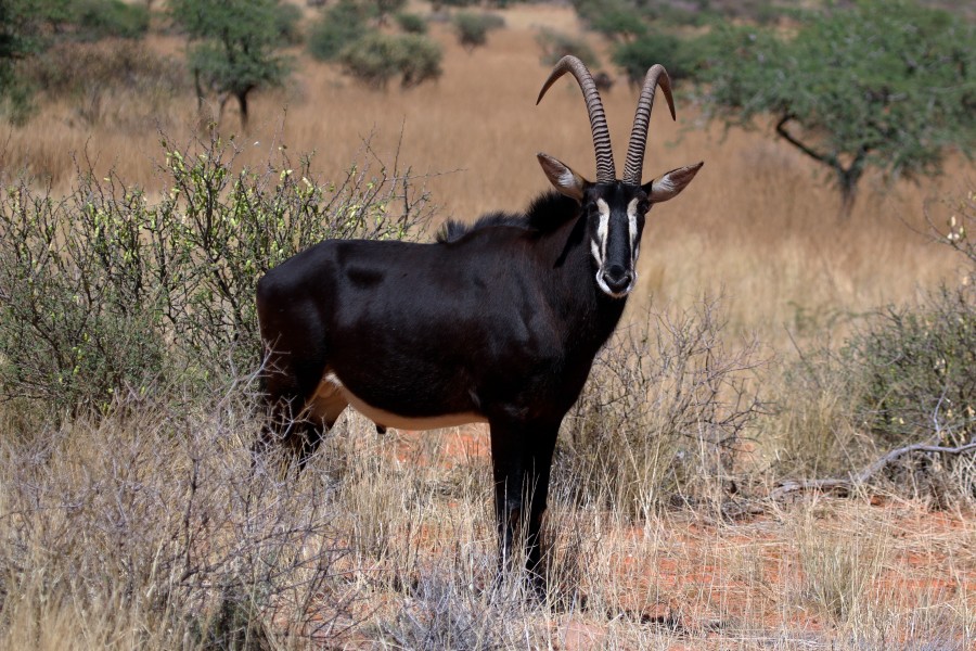 Sable antelope (Hippotragus niger) adult male