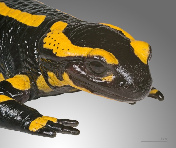 Salamandara salamandra MHNT 3