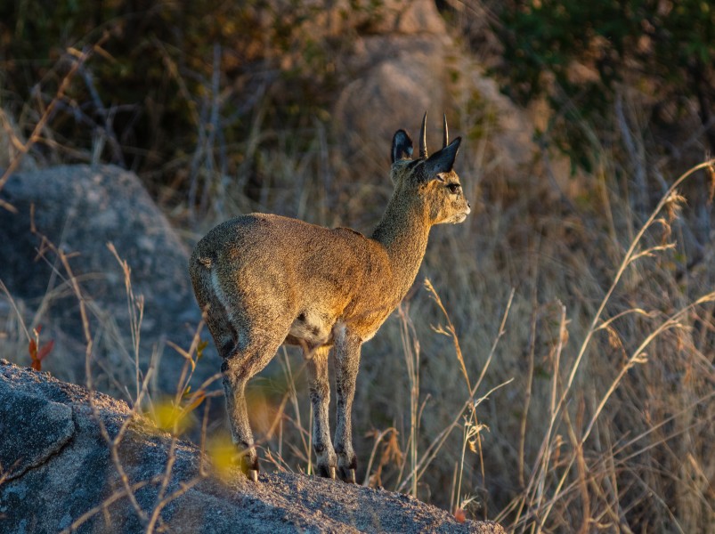 Saltarrocas (Oreotragus oreotragus), parque nacional Kruger, Sudáfrica, 2018-07-25, DD 59