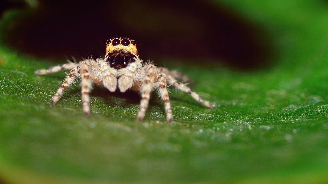 Salticidae observando