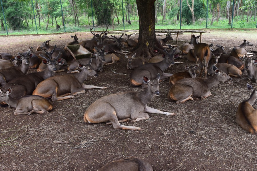 Sambar deer Group in captivity Ph.by Shashidhara Halady