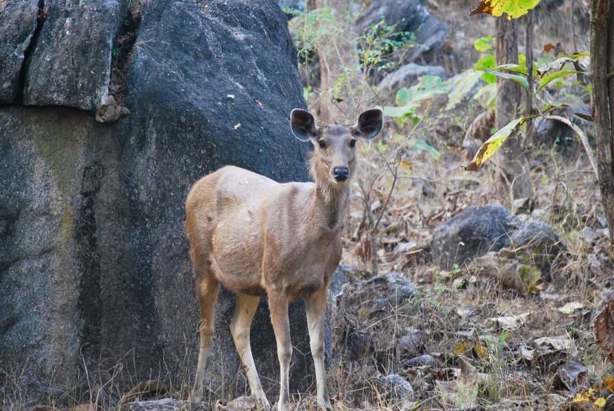 Sambar deer in TATR