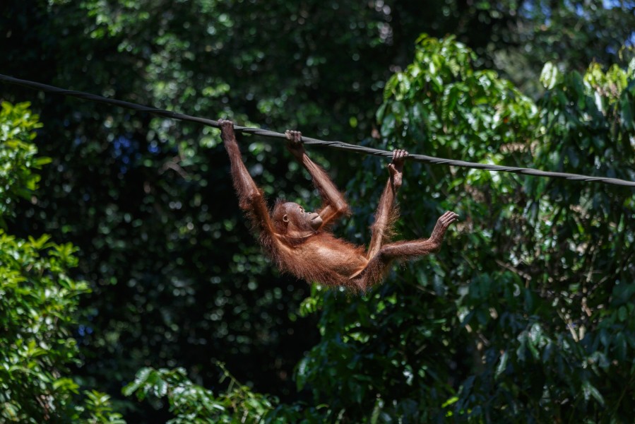 Sandakan Sabah Sepilok-Orangutan-Rehabilitation-Centre-02a