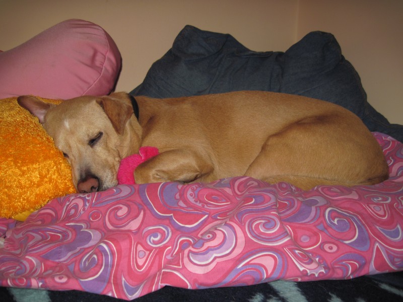 SandlerPillowsSleeping