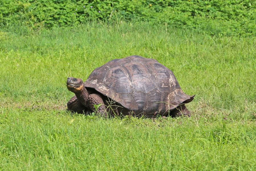 Santa Cruz giant tortoise 01