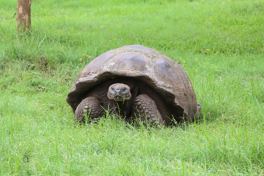 Santa Cruz giant tortoise 04