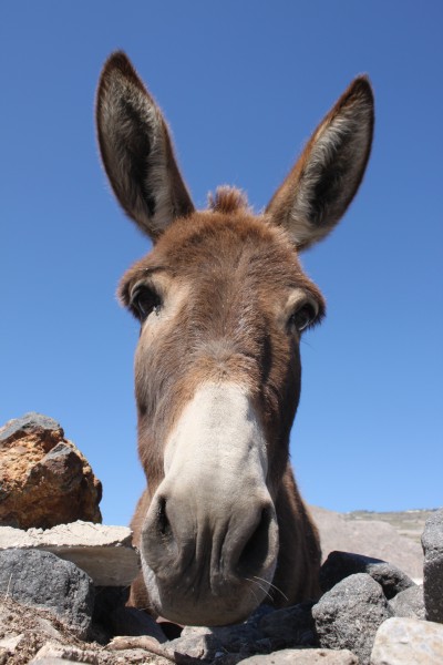 Santorini's donkey