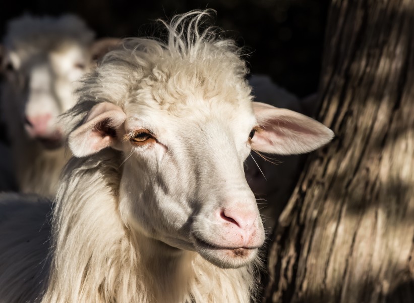 Sardinian Sheep portrait