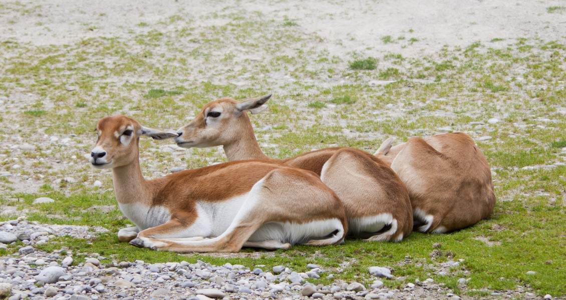 Sasin (Antilope cervicapra), Tierpark Hellabrunn, Múnich, Alemania, 2012-06-17, DD 01