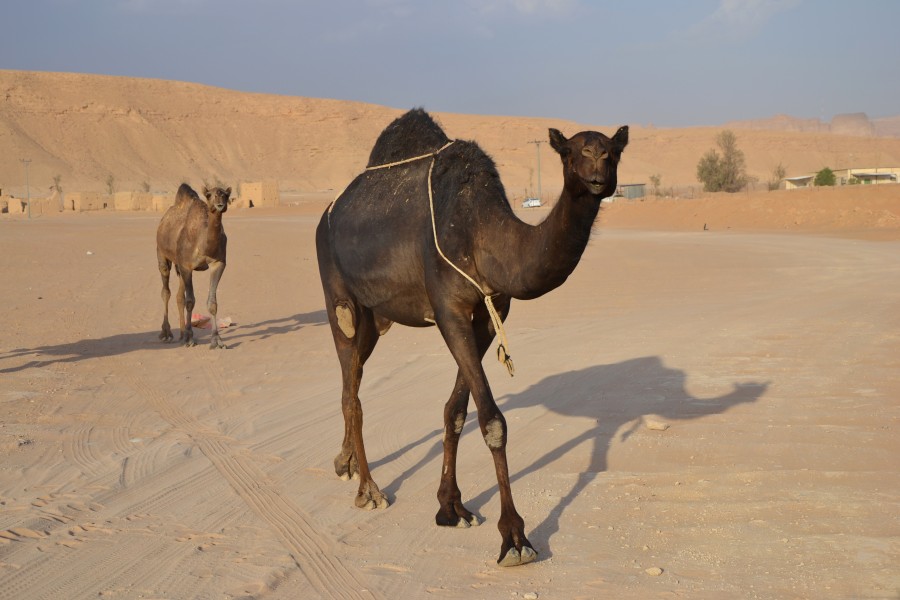 Saudi Arabia (6319319253)