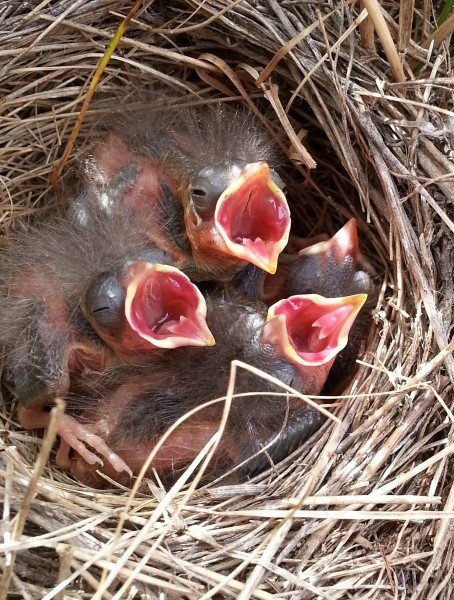 Savannah Sparrow, Passerculus sandwichensis, 4 nestlings begging in nest, baby birds; AB Canada