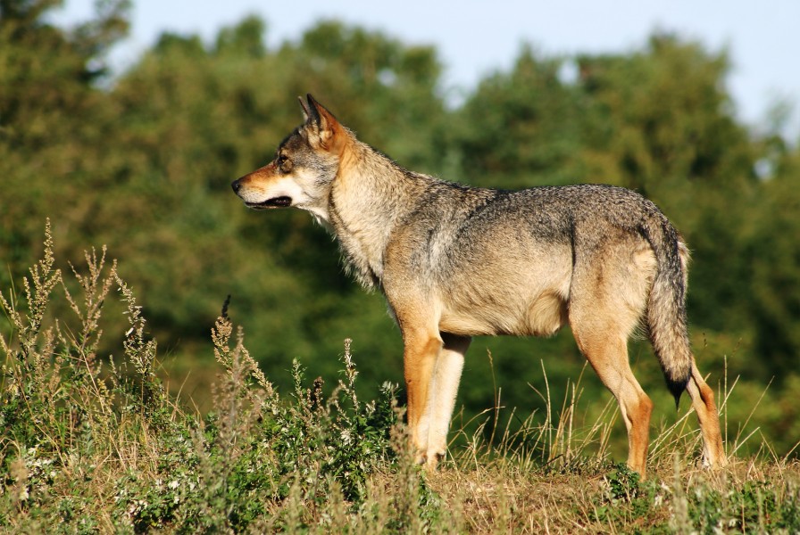Scandinavian grey wolf Canis lupus