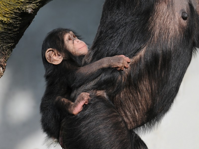 Schimpanse, Pan troglodytes 2