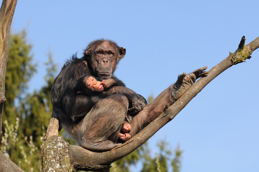 Schimpanse, Pan troglodytes 3