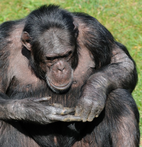 Schimpanse, Pan troglodytes 4