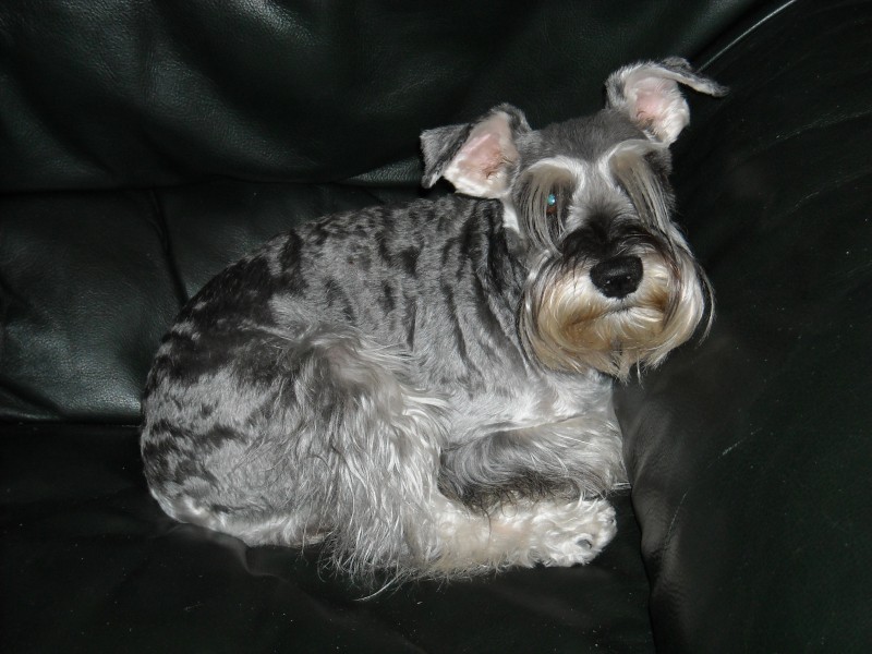 Schnauzer mini