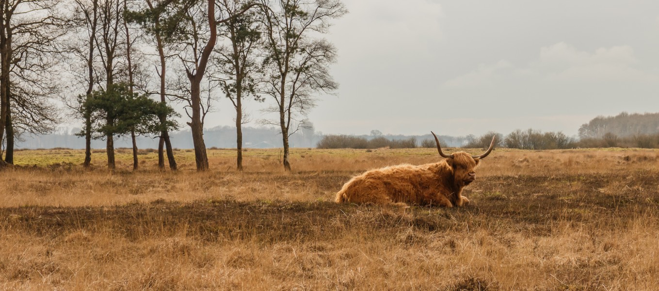 Schotse hooglanders (Highland Cow) beheren het gebied. Locatie, natuurgebied Delleboersterheide – Catspoele 01