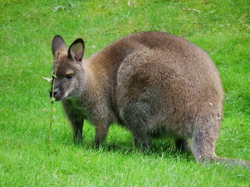 Schupperndes Bennetkänguru