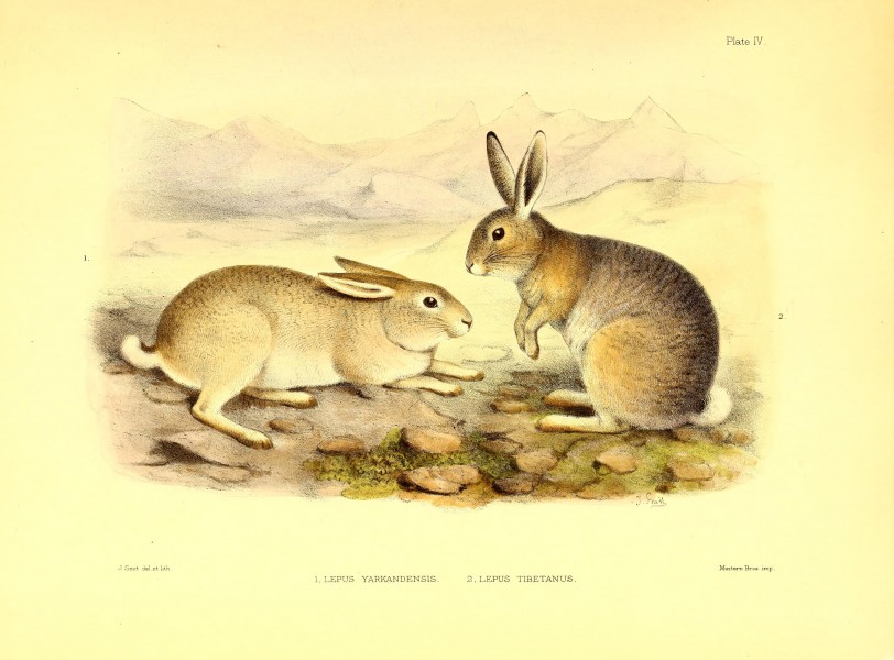 Scientific results of the second Yarkand mission- based upon the collections and notes of the late Ferdinand Stolickza (!) Ph. D. Mammalia (1879) (14576614670)