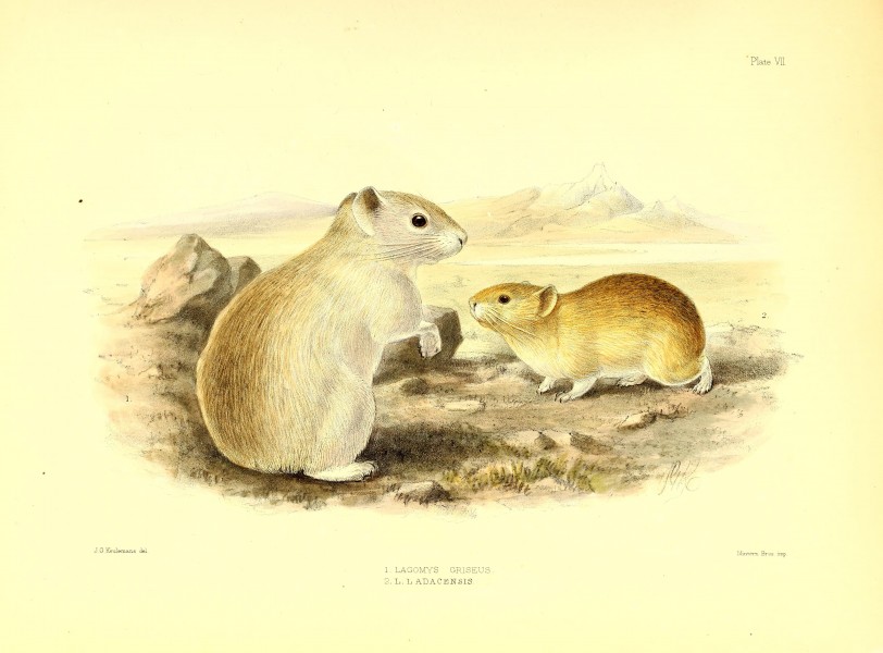 Scientific results of the second Yarkand mission- based upon the collections and notes of the late Ferdinand Stolickza (!) Ph. D. Mammalia (1879) (14576857847)