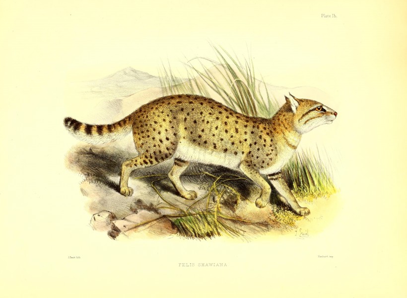 Scientific results of the second Yarkand mission- based upon the collections and notes of the late Ferdinand Stolickza (!) Ph. D. Mammalia (1879) (14760129831)