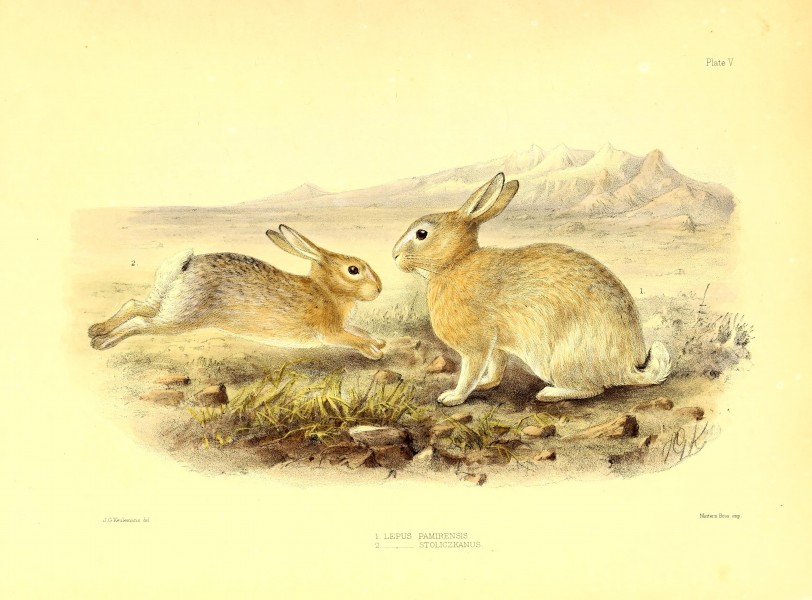 Scientific results of the second Yarkand mission- based upon the collections and notes of the late Ferdinand Stolickza (!) Ph. D. Mammalia (1879) (14760138901)