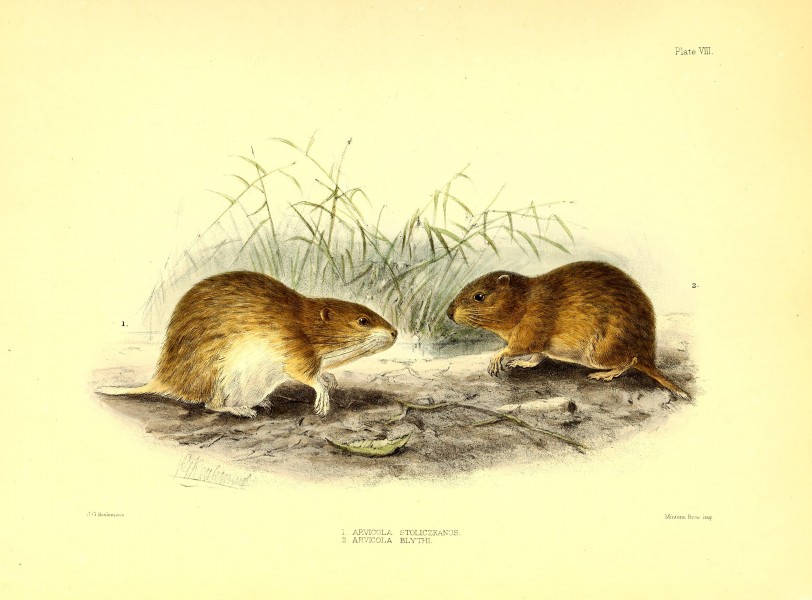Scientific results of the second Yarkand mission- based upon the collections and notes of the late Ferdinand Stolickza (!) Ph. D. Mammalia (1879) (14760970224)