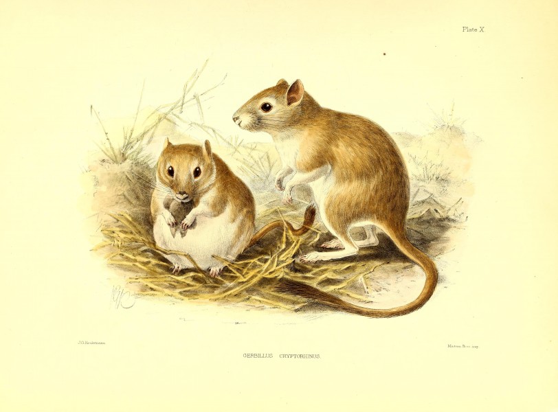 Scientific results of the second Yarkand mission- based upon the collections and notes of the late Ferdinand Stolickza (!) Ph. D. Mammalia (1879) (14762996242)