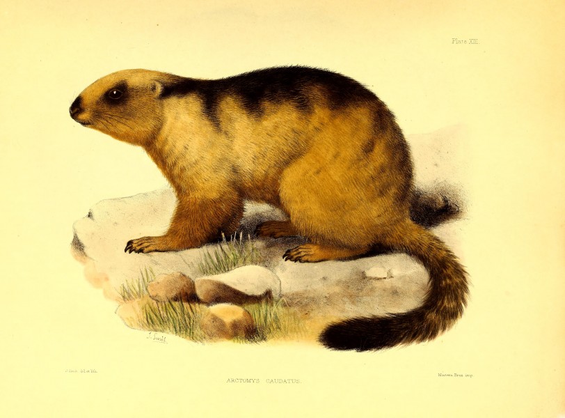 Scientific results of the second Yarkand mission- based upon the collections and notes of the late Ferdinand Stolickza (!) Ph. D. Mammalia (1879) (14763004852)