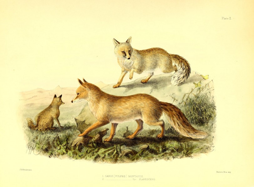 Scientific results of the second Yarkand mission- based upon the collections and notes of the late Ferdinand Stolickza (!) Ph. D. Mammalia (1879) (14783171823)