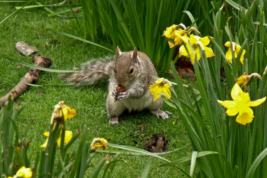 Sciurus carolinensis -St James Park, London, England-8a