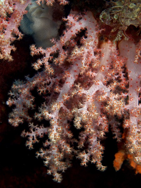 Scleronephthya sp