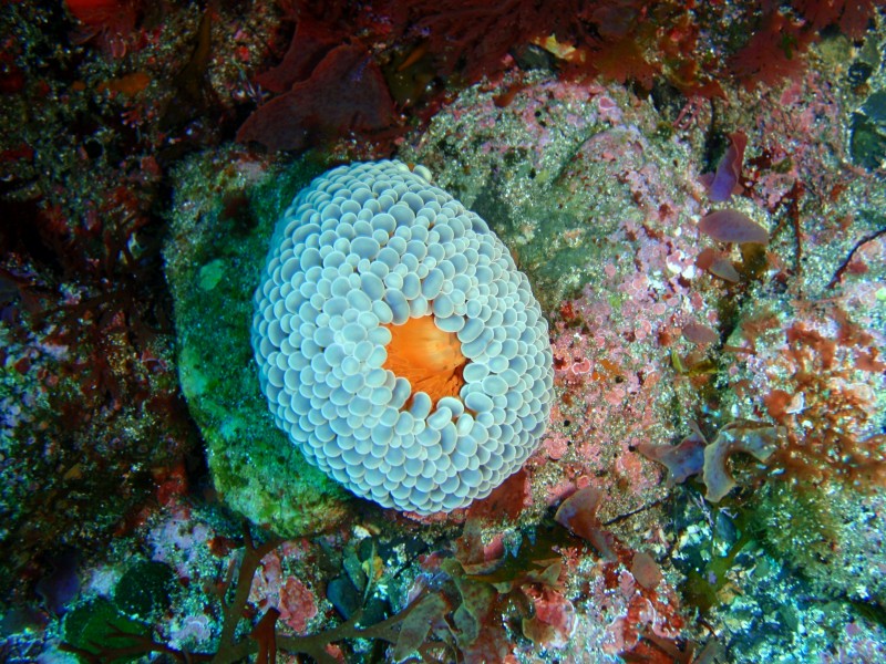 Sea anemone, South East Bay, Three Kings Islands PA121530
