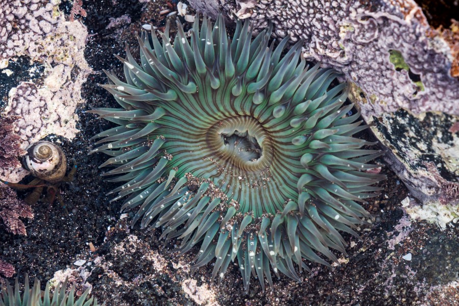 Sea anemone baja california