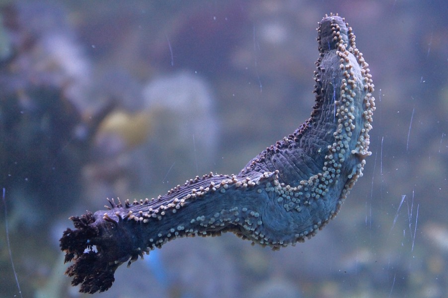 Sea cucumber - panoramio (1)
