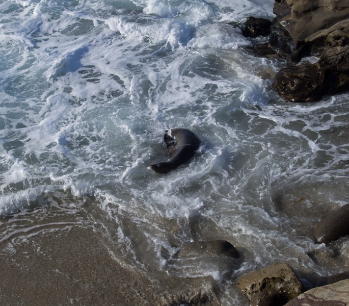 Sea lion in foamy water in La Jolla (70366)