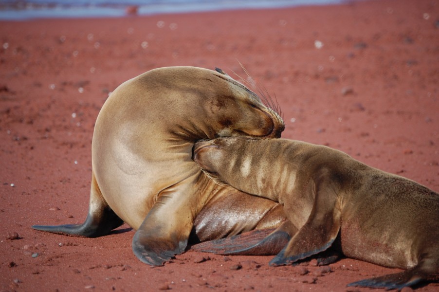 Sea Lions Nuzzling